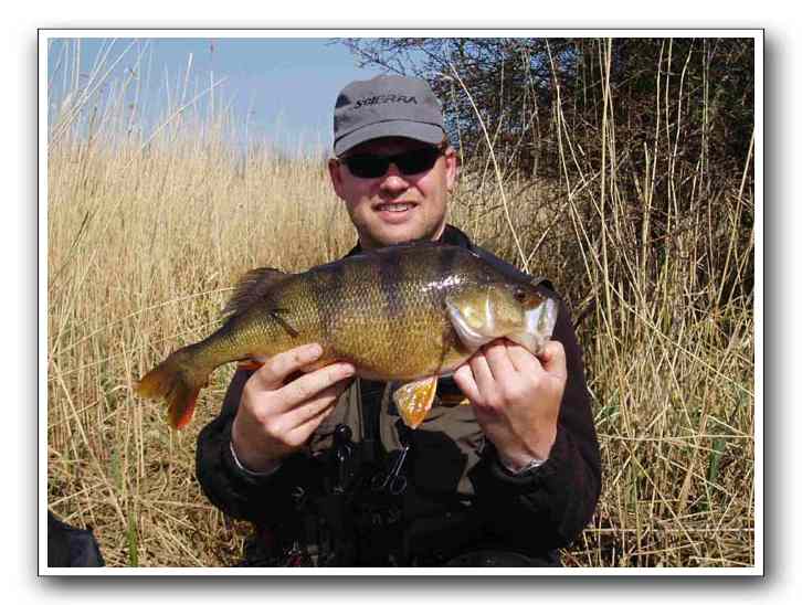 Tommy Skov Olsen - Aborre 1,95 kg. 46,5cm.