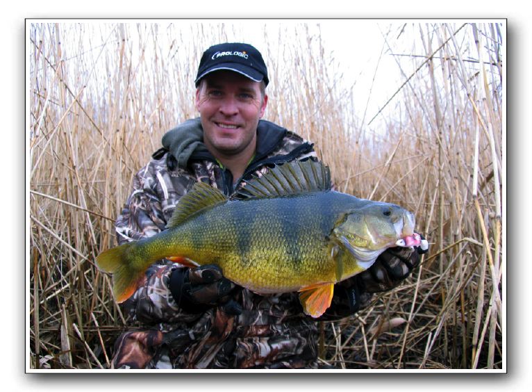 Mads Grosell 2.300, 50 cm.