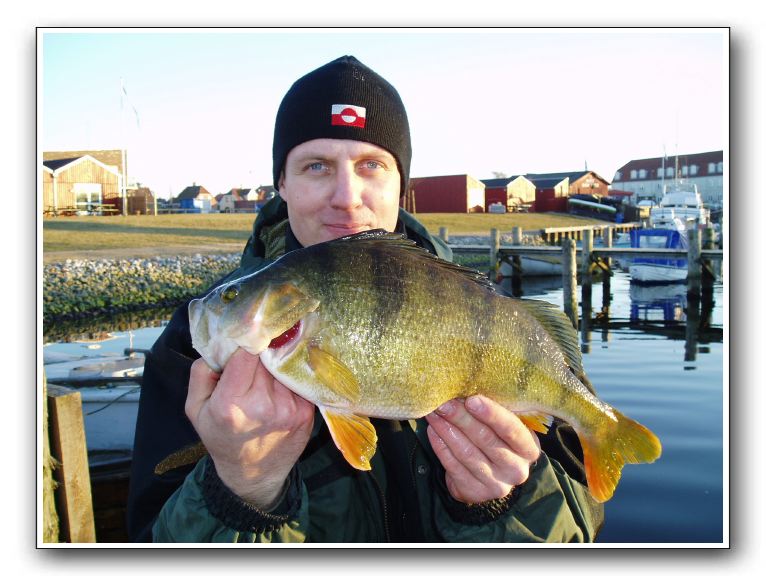 En kuglerund Aborre på 1600 gr.