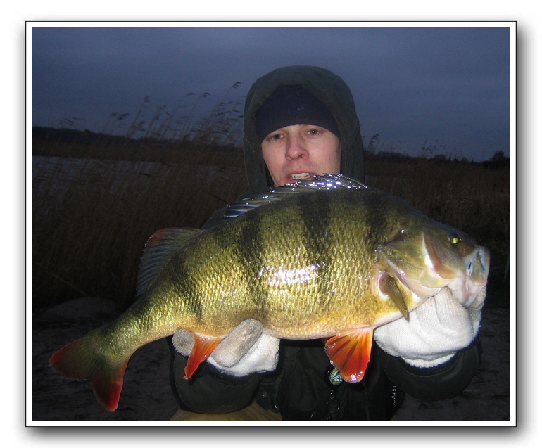 Michael Holm Larsen  2100 - 47,5cm