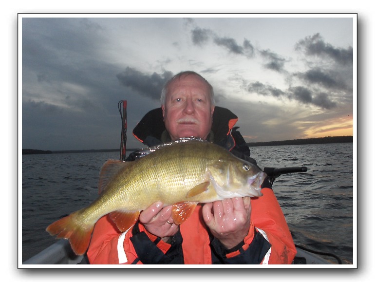 En grumme Esrum sø aborre på 1.700 gr.