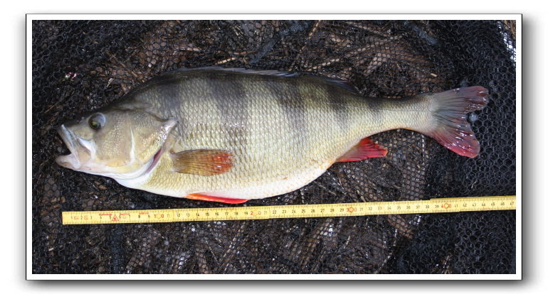 Aborre 1.600 kg fanget af Henrik Carl.