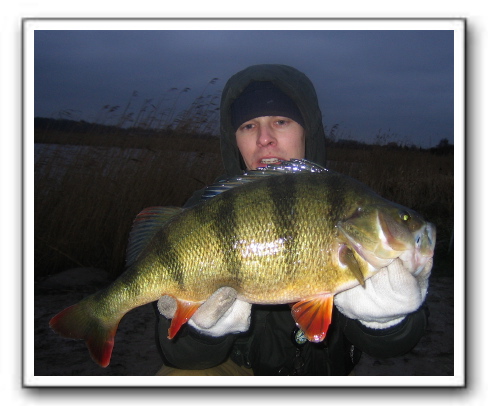 Michael Holm Larsen 2100 - 47,5cm