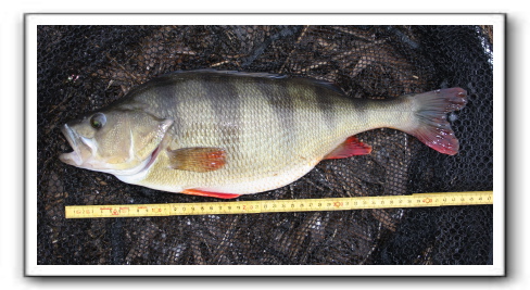 Aborre 1.600 kg fanget af Henrik Carl.