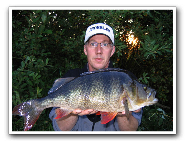 Aborre på 1.750 og 44 cm