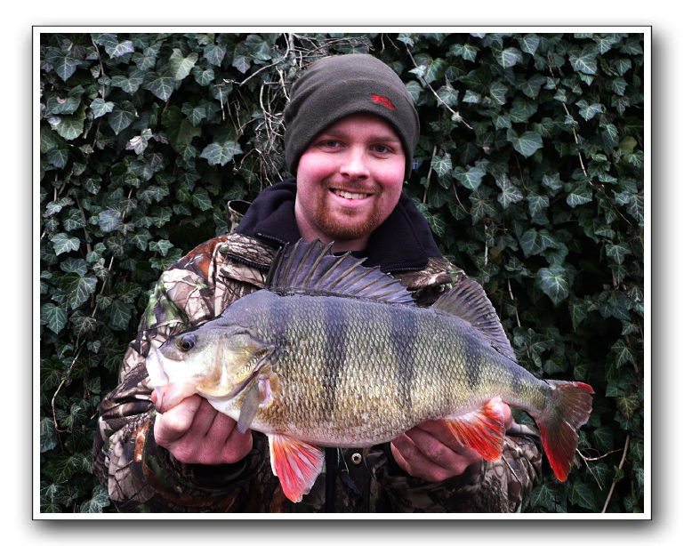 Aborre på 1.4 kg. og 43 cm. fanget af Peter Grapenthin