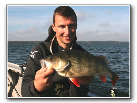 Lars F. Kjems Aborre 1.900<br> Lars F. Kjems 1900 gr. og 50 cm