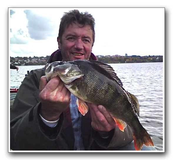 Claus Guldbrandsen 1.400 gr. 46 cm