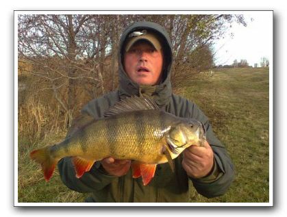 Rene Stabel 2.125 gr.