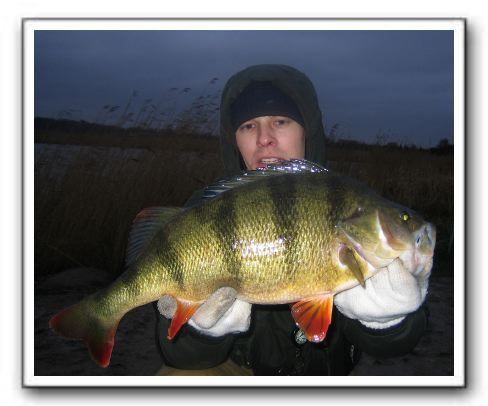 Michael Holm Larsen 2100 - 47,5cm